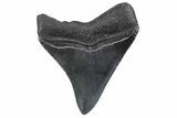 Serrated, Posterior Fossil Megalodon Tooth - South Carolina #370443-1